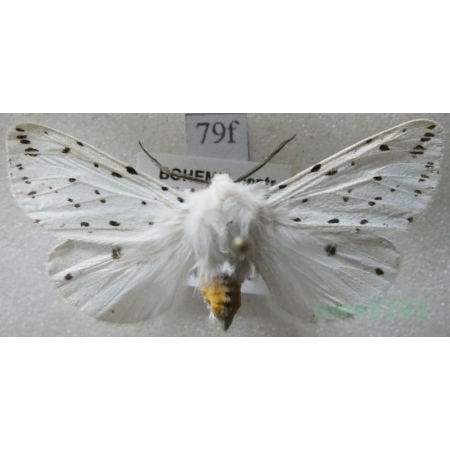 Spilosoma lubricipeda (Linnaeus, 1758) Szewnica miętówka Czech79f